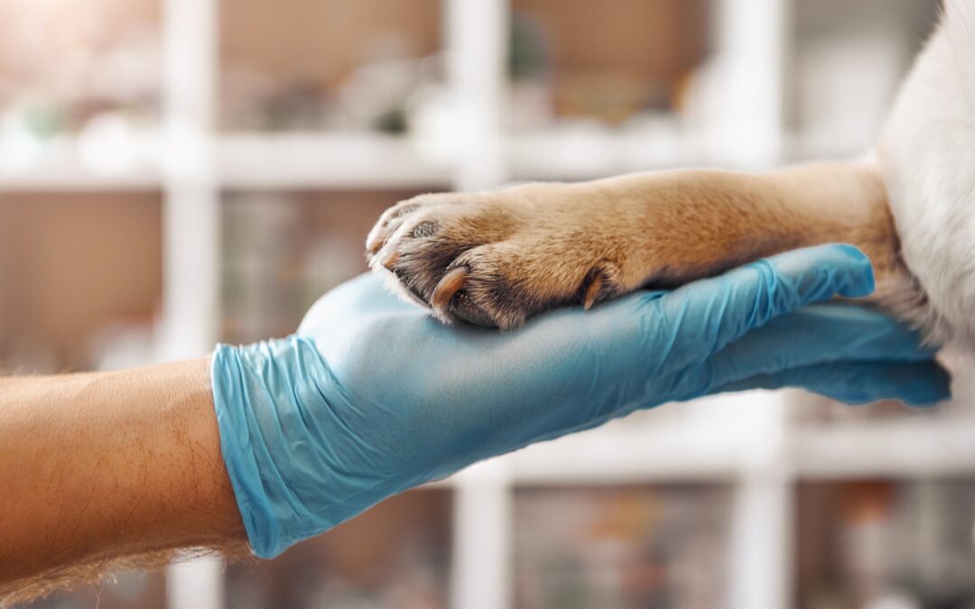 Veterinaria